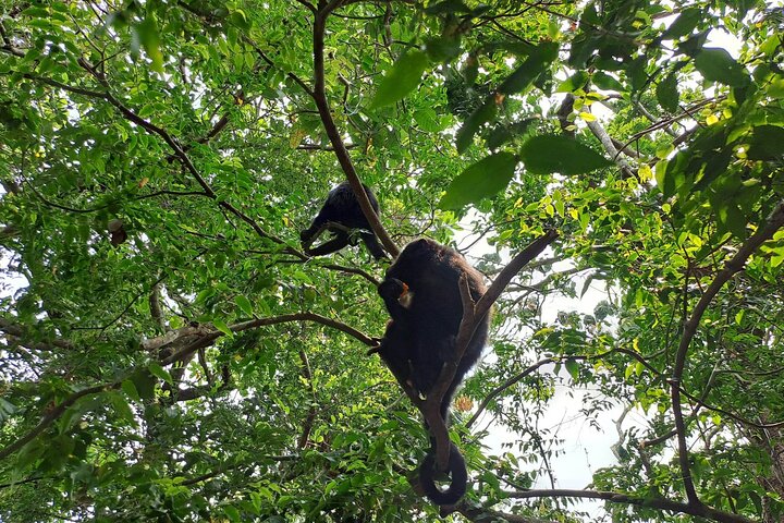 Howler Monkey Sanctuary Tour from Belize City - Image 4