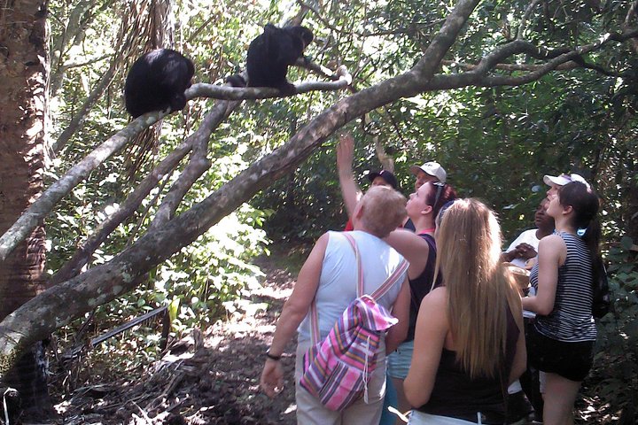 Howler Monkey Sanctuary Tour from Belize City - Image 1