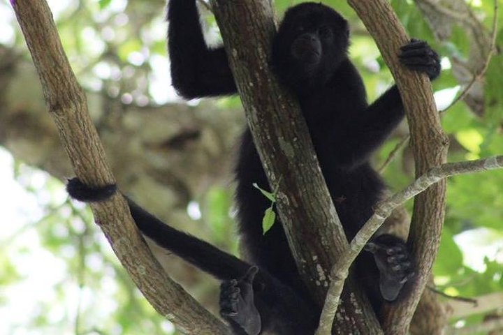 Howler Monkeys and Mayan Adventure at Altun Ha - Image 2