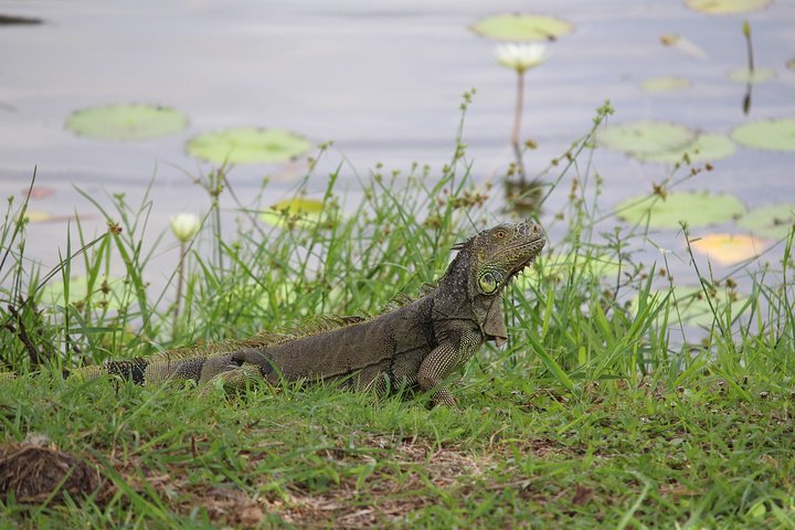 Lamanai one day tour from Belize City - Image 5