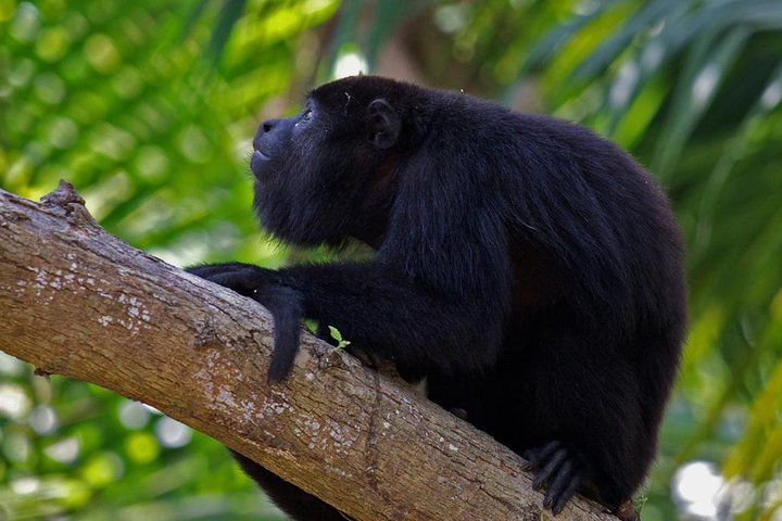 Private Altun Ha Maya Ruin & Howler Monkey Adventure From Belize City - Image 2