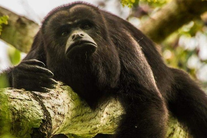 Private Belize Cave Tubing & Howler Monkey Sanctuary Combo Tour with Lunch - Image 3