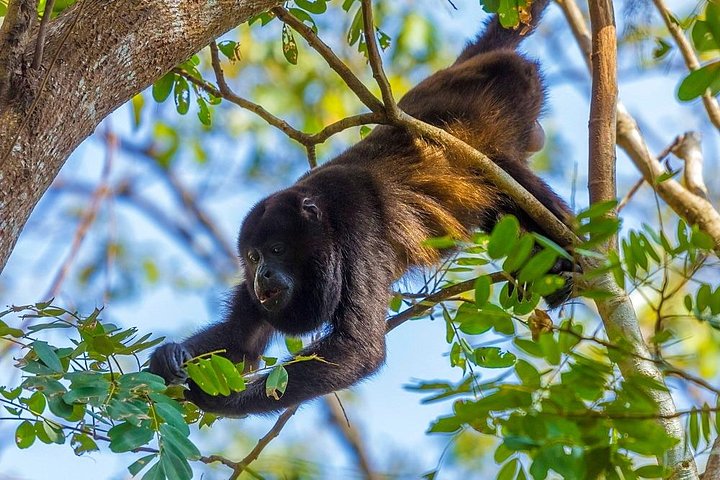 Private Belize Cave Tubing & Howler Monkey Sanctuary Combo Tour with Lunch - Image 5