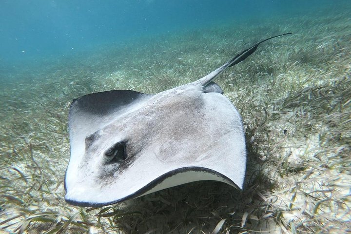 Second largest Barrier Reef Adventure Snorkeling - Image 1
