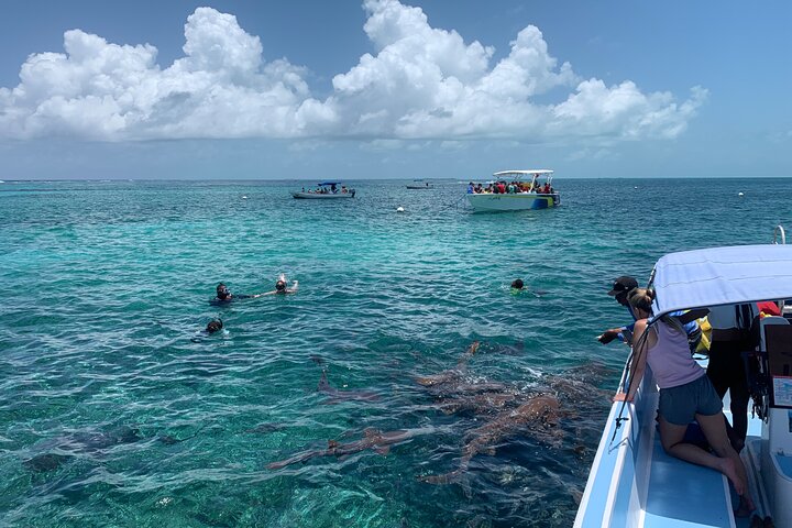Second largest Barrier Reef Adventure Snorkeling - Image 5