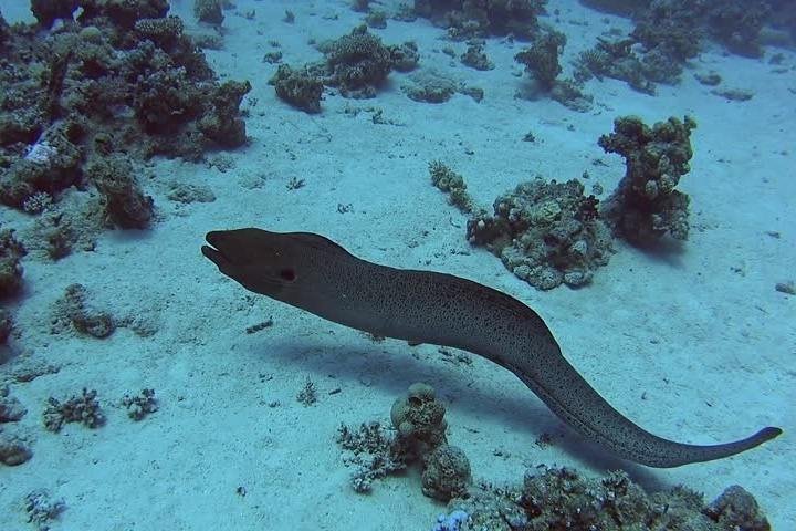Second largest Barrier Reef Adventure Snorkeling - Image 2