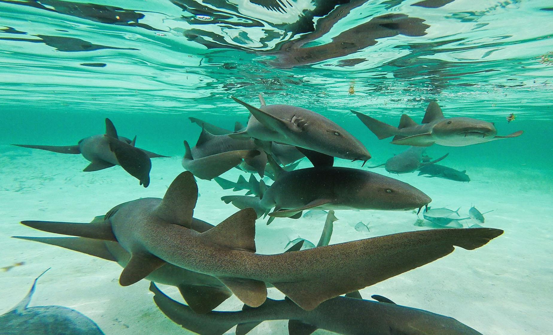 Shark Ray Alley Snorkeling - Image 1