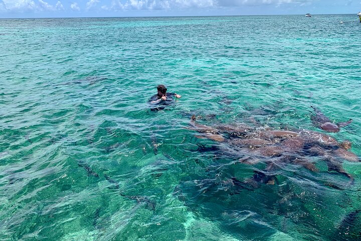 Turtle Garden Snorkeling Tour and Island Break  - Image 3