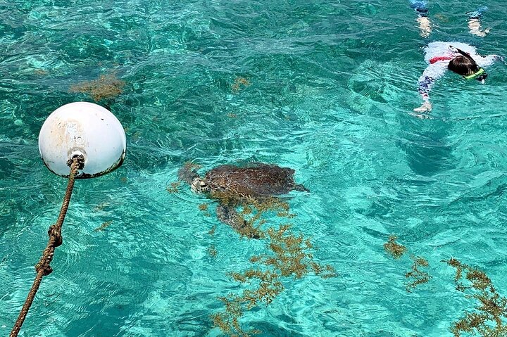 Turtle Garden Snorkeling Tour and Island Break  - Image 1