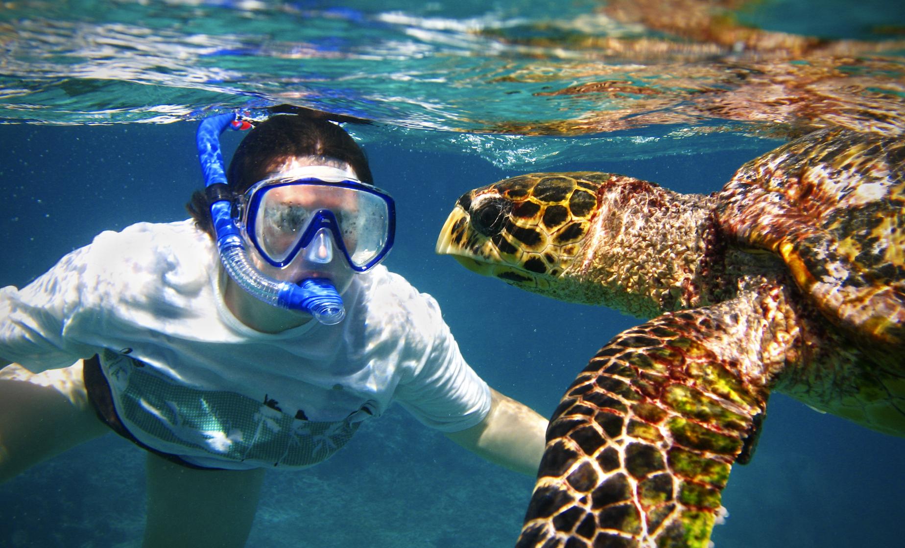 Turtle Snorkel and Beach Break - Image 1