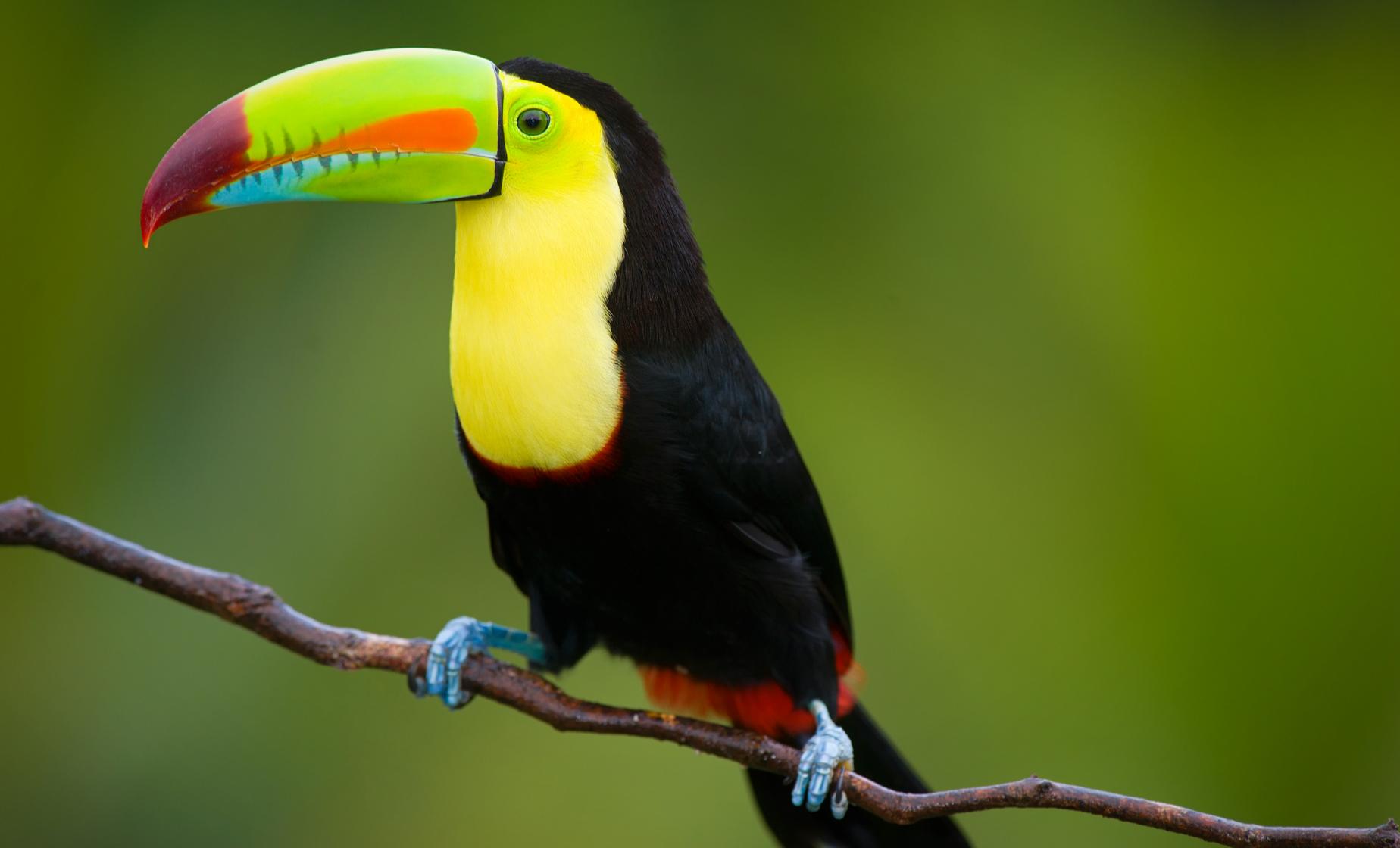 Zip Line and Belize Zoo with Lunch - Image 1