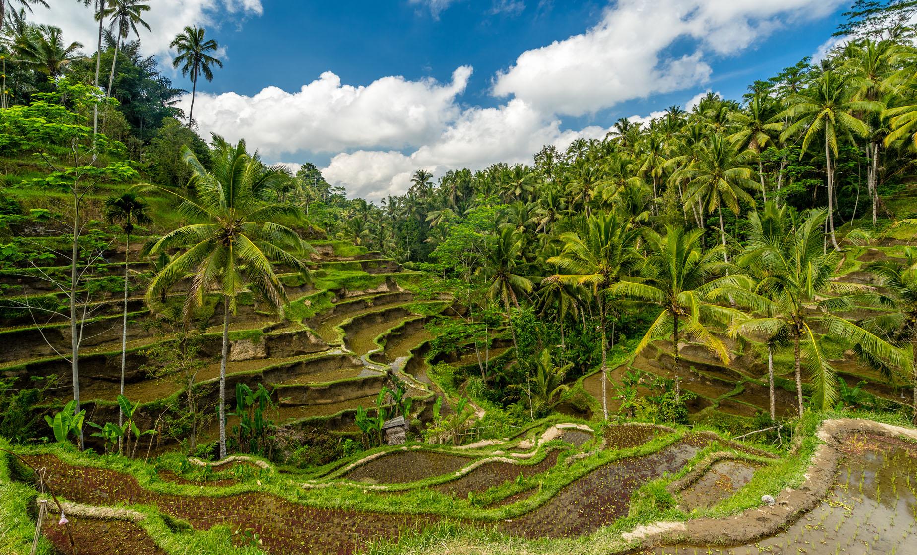 Private Ubud Exploration for a Day - Image 1