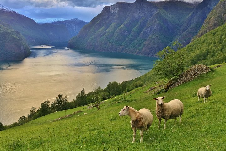 ALL ELECTRIC: Emission free tour to the World Heritage Fjords, 13 hours - Image 1