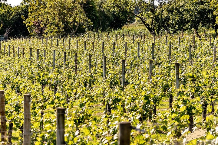 Bilbao Txakoli Wine Tour - Image 3
