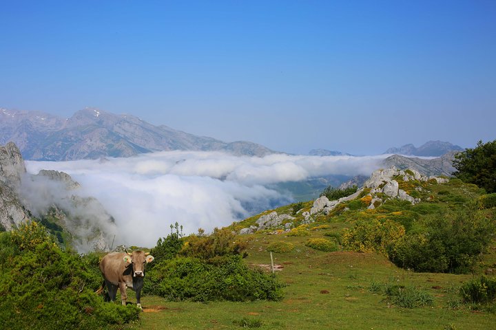 Full Day Private 4WD Tour from Bilbao to Picos de Europa. Fine meals. - Image 1