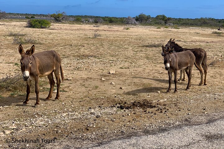 Donkey Sanctuary Tour with a Local Guide  - Image 5