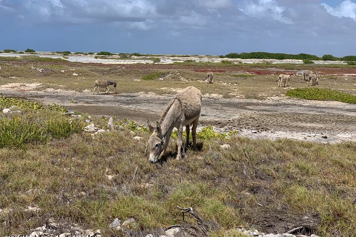 Donkey Sanctuary Tour with a Local Guide  - Image 3