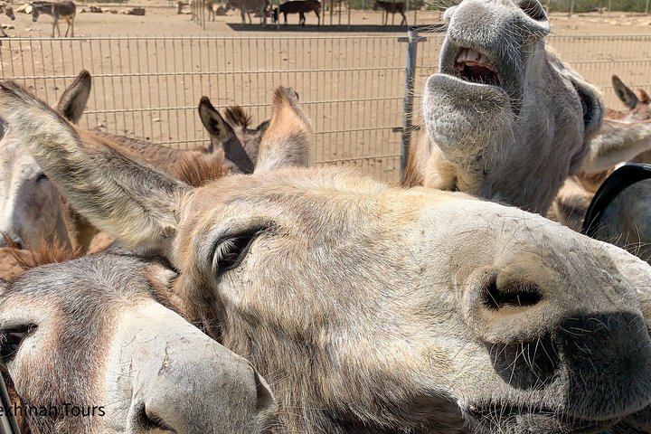 Donkey Sanctuary Tour with a Local Guide  - Image 2