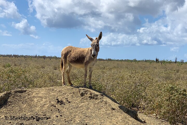 Donkey Sanctuary Tour with a Local Guide  - Image 1