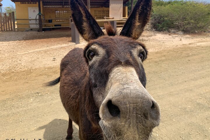 Donkey Sanctuary Tour with a Local Guide  - Image 4