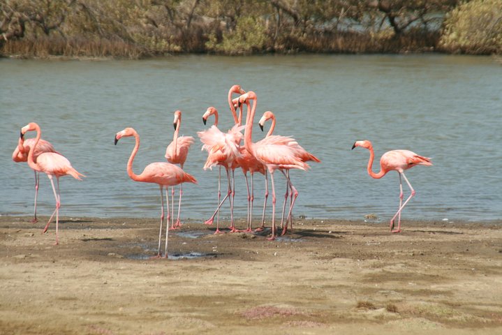 Flamingo & Mangrove Trip with Local Guide - Image 5
