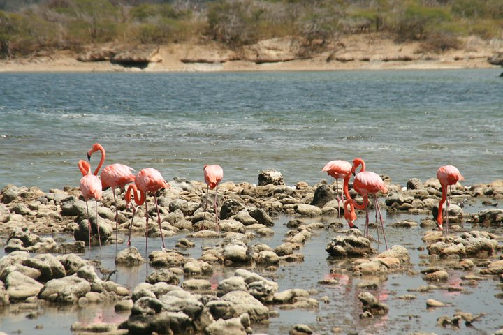 Flamingo & Mangrove Trip with Local Guide - Image 1