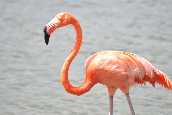 North Bonaire Private Island Tour - Image 3