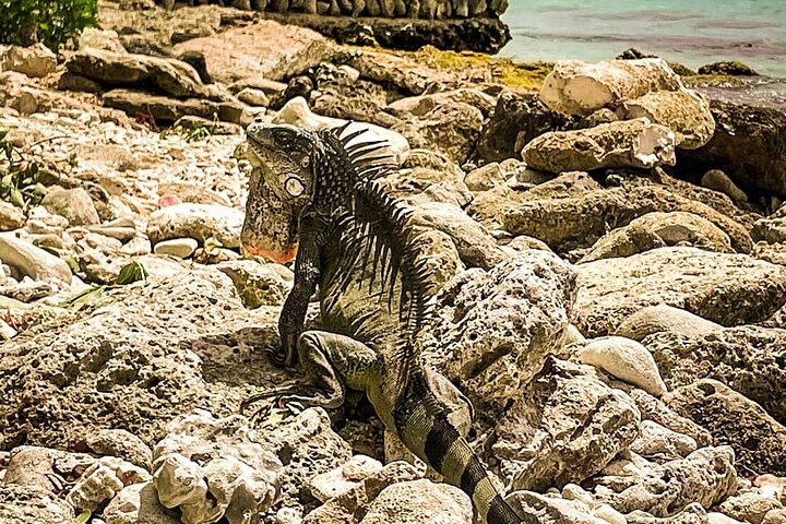 North Bonaire Private Island Tour - Image 4