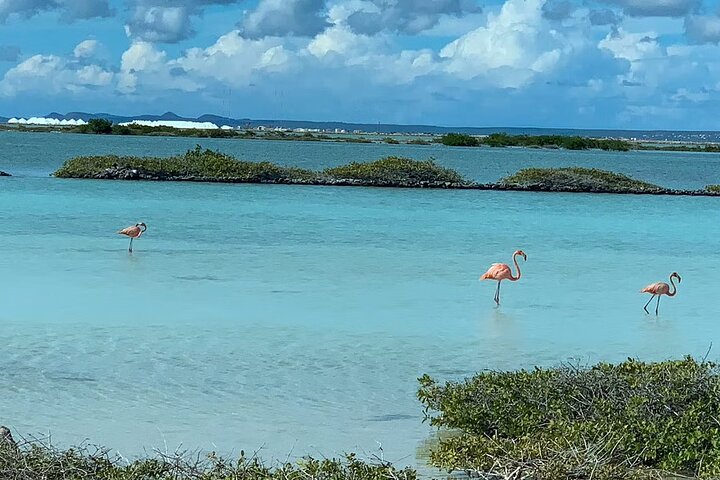 Small-Group Guided North & South Tour of Bonaire with Pick Up - Image 2