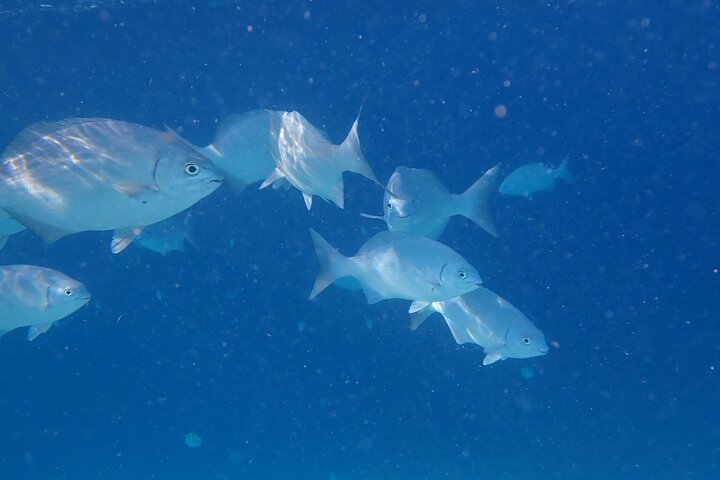 snorkel marathon - Image 3