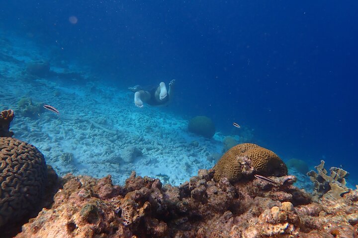 snorkel marathon - Image 1