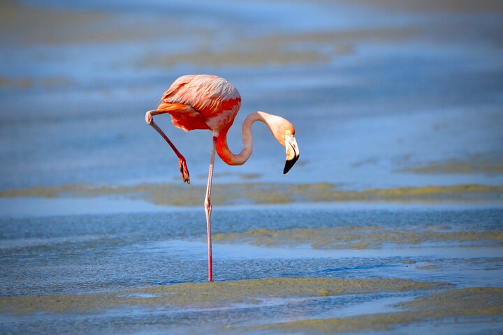 South Bonaire Private Island Tour - Image 2