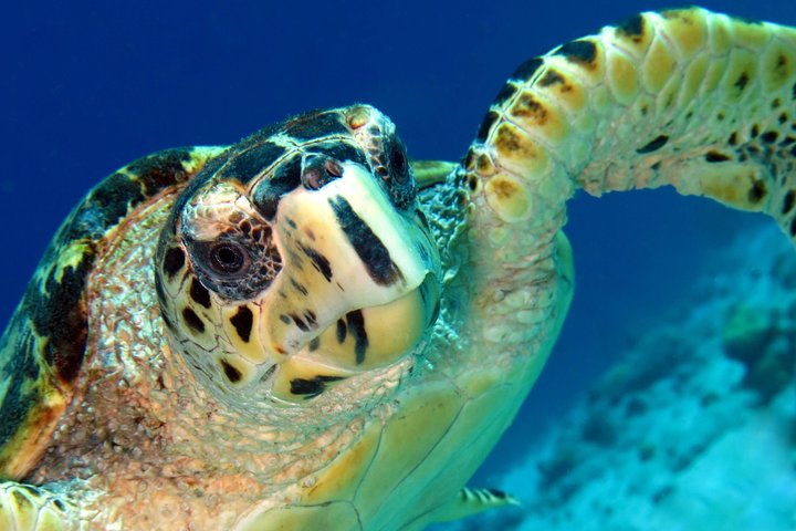 South Island tour and Snorkel combo - Image 1