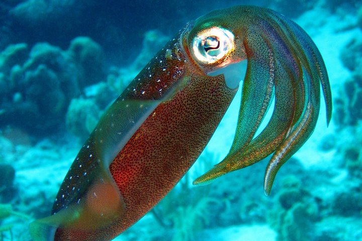 South Island tour and Snorkel combo - Image 2