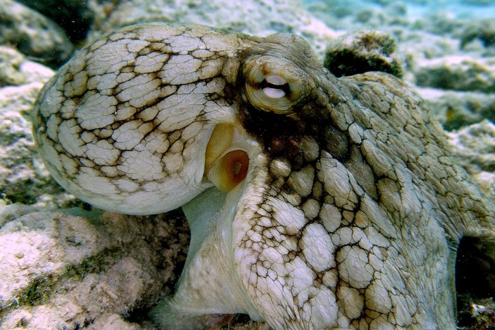 South Island tour and Snorkel combo - Image 3