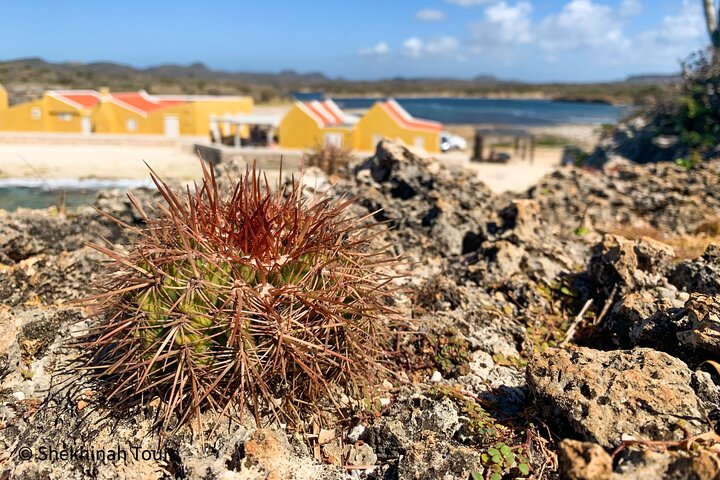Washington Park Tour with Local Guide on Bonaire - Image 2