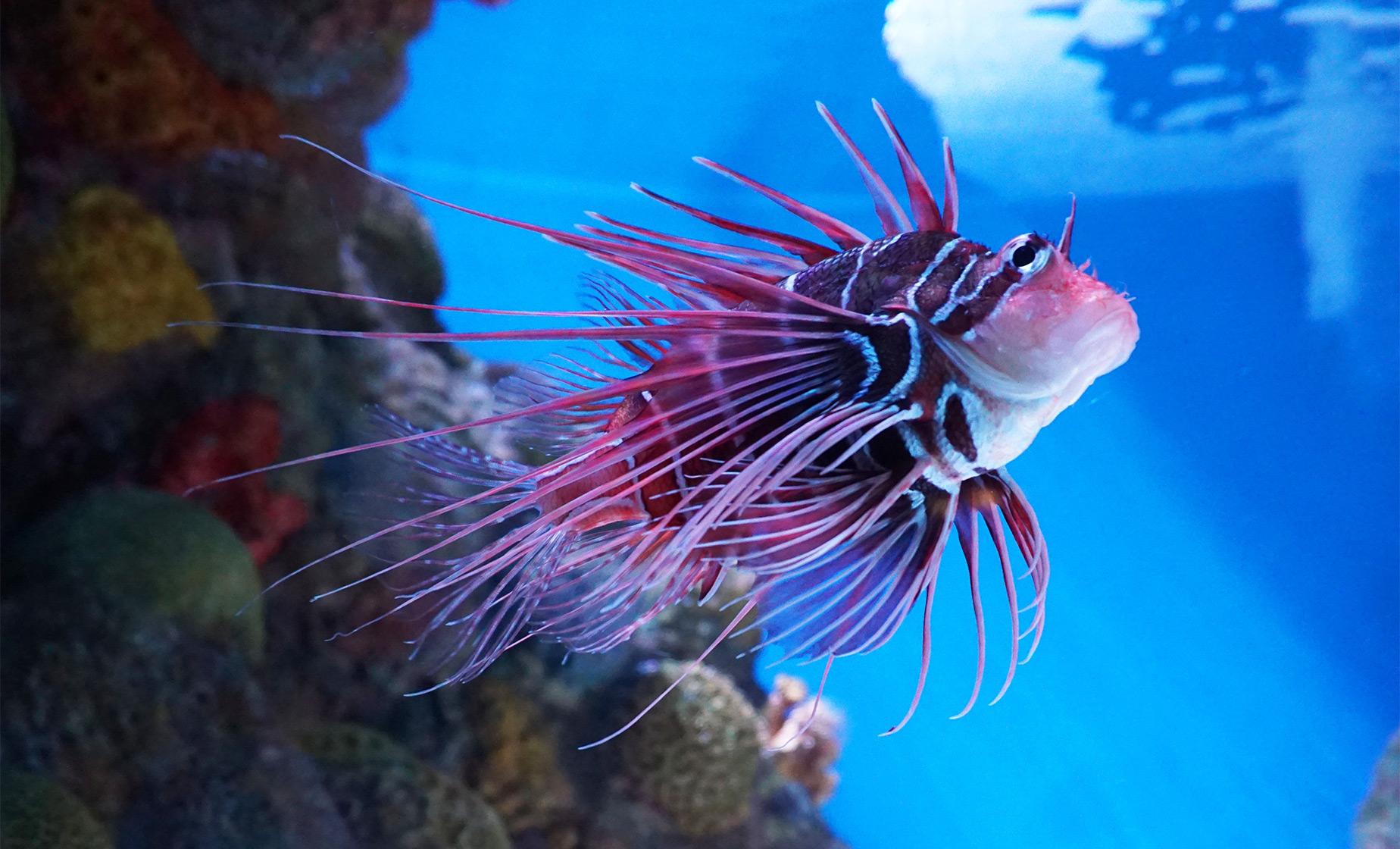 New England Aquarium Admission - Image 1