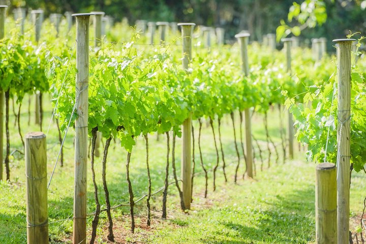 Deluxe Wine Tour to Tamborine Mountain, includes two course lunch - Image 2