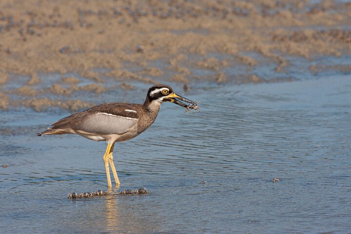Full Day Birdlife Tour in Bribie Island - Image 3