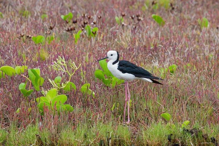 Full Day Birdlife Tour in Bribie Island - Image 4