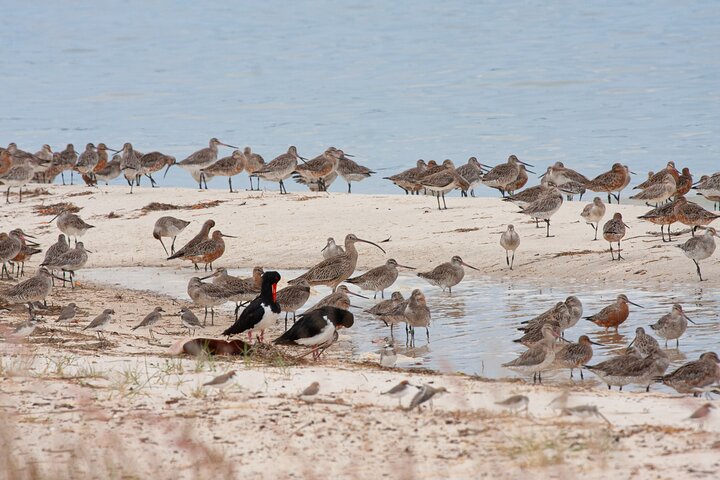 Full Day Birdlife Tour in Bribie Island - Image 1