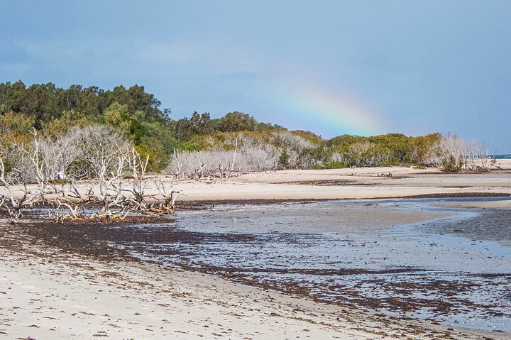 Full Day Birdlife Tour in Bribie Island - Image 5