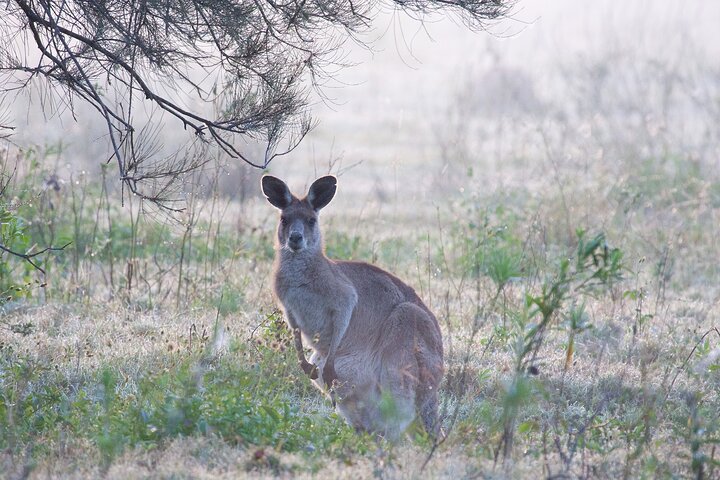 Kangaroos, mangroves and the ocean - Image 5