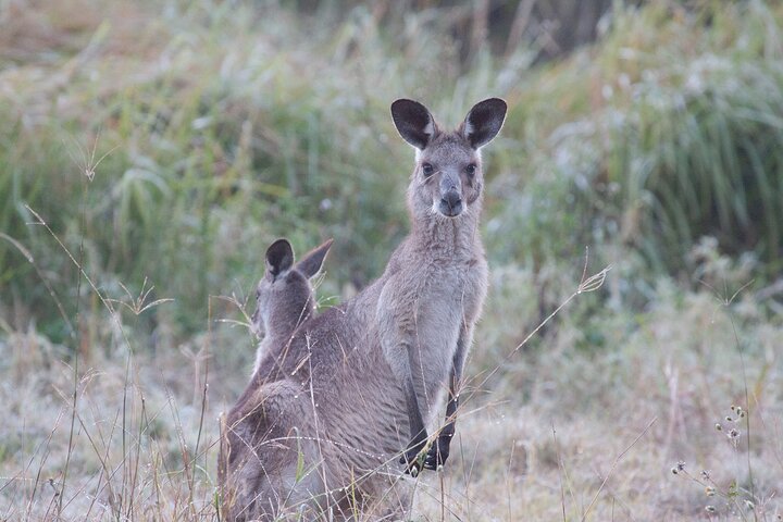 Kangaroos, mangroves and the ocean - Image 4