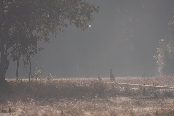 Kangaroos, mangroves and the ocean - Image 3