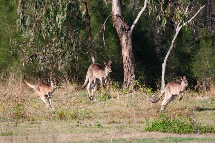 Kangaroos, mangroves and the ocean - Image 1