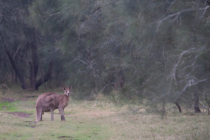 Kangaroos, mangroves and the ocean - Image 2
