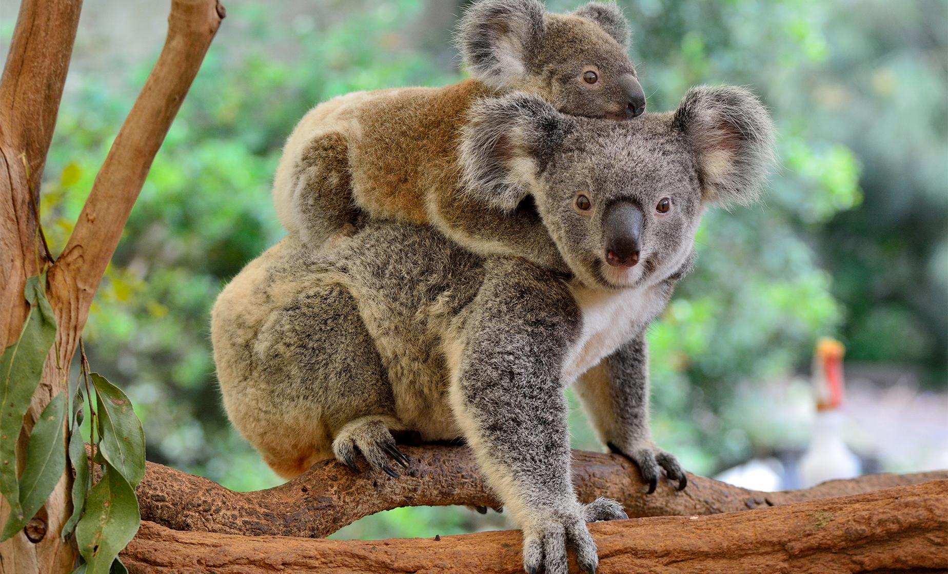 Koala Sanctuary & Brisbane River Cruise - Image 1