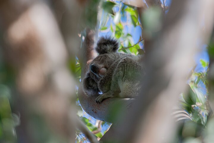 North Stradbroke Island Private Tour with Pickup - Image 4