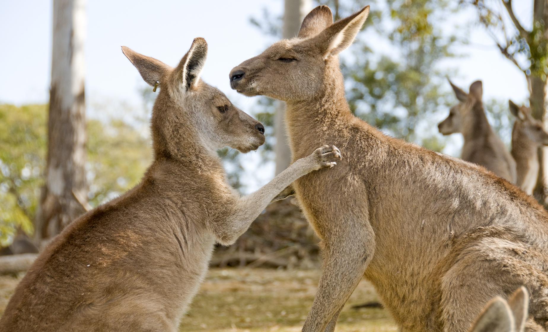 Sunshine Coast and Zoo - Image 1